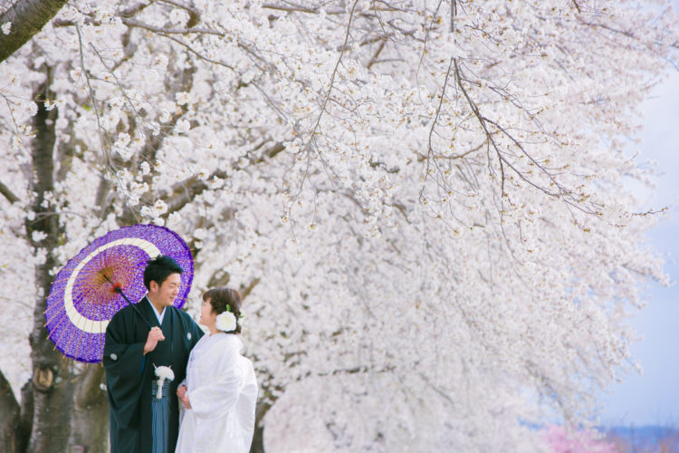 白無垢を着て桜並木で撮影?